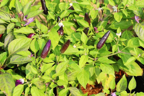 Fresh chilli on tree in the garden — Stock Photo, Image