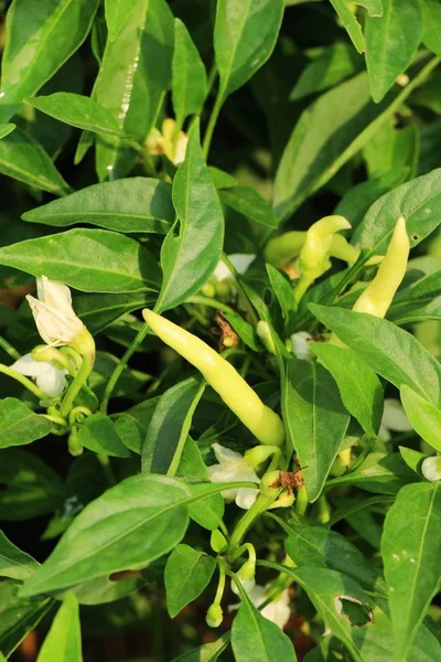 Verse Spaanse peper op boom in de tuin — Stockfoto