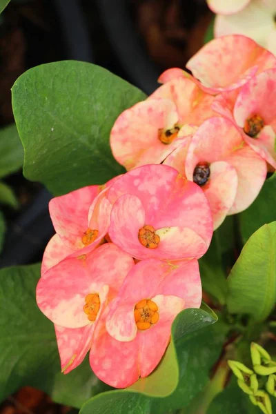 Euphorbia milli crown of thorns in nature — Stock Photo, Image