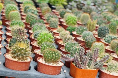 Güzel küçük tencerede kaktüs