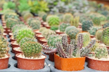 Güzel küçük tencerede kaktüs