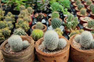 Güzel küçük tencerede kaktüs