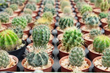 Güzel küçük tencerede kaktüs