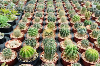 Güzel küçük tencerede kaktüs