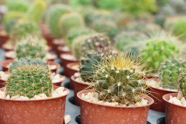 Beautiful small the cactus in the pot — Stock Photo, Image