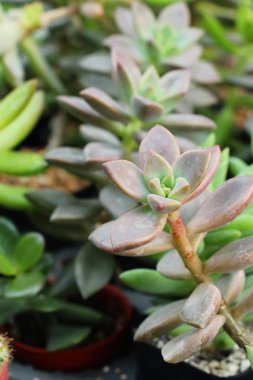 Güzel küçük tencerede kaktüs