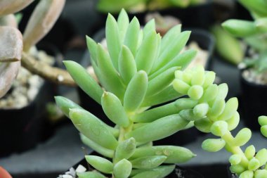 Güzel küçük tencerede kaktüs