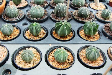 Güzel küçük tencerede kaktüs