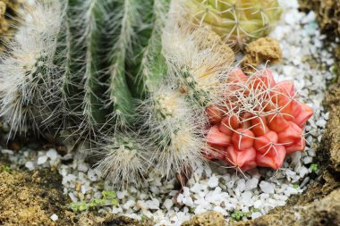 Güzel küçük tencerede kaktüs