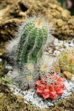 Güzel küçük tencerede kaktüs