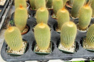 Güzel küçük tencerede kaktüs