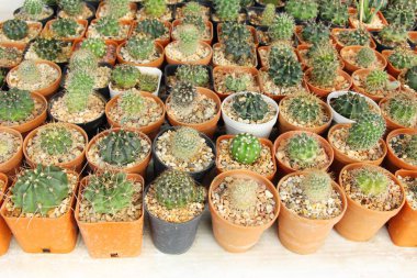 Güzel küçük tencerede kaktüs