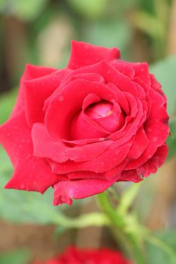 Güzel güller bahçede çiçek açan