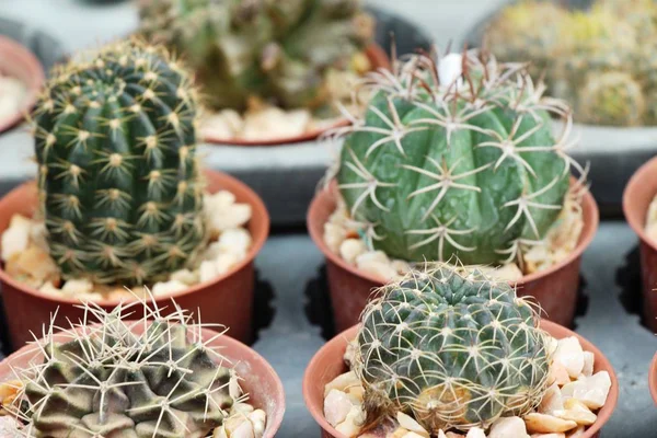 Hermoso pequeño el cactus en la olla — Foto de Stock