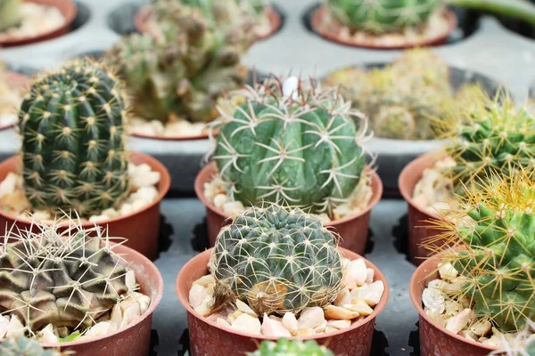 Hermoso pequeño el cactus en la olla — Foto de Stock