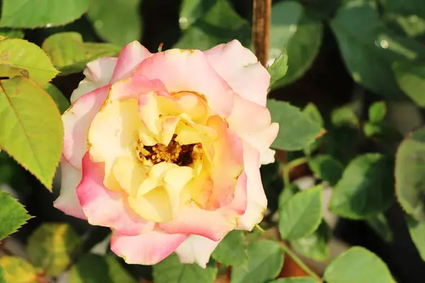 Hermosas rosas florecen en el jardín — Foto de Stock