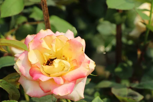 В саду цветут красивые розы — стоковое фото