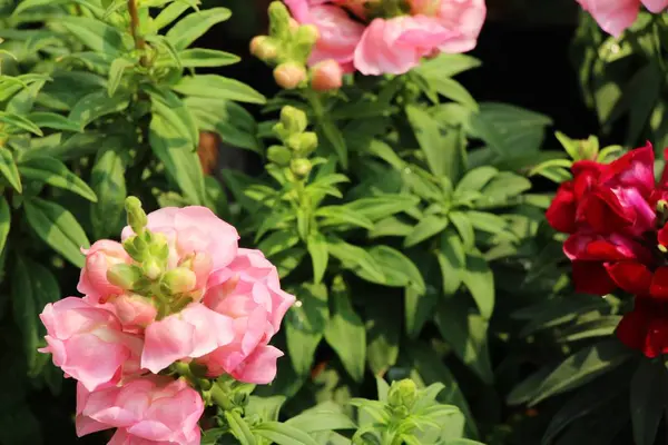 Mooie bloei kleurrijke bloemen in de tuin — Stockfoto