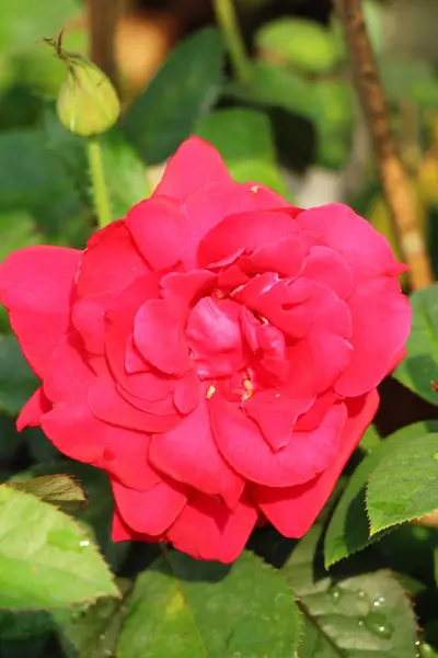 Hermosas rosas florecen en el jardín —  Fotos de Stock