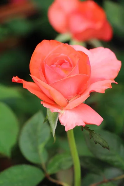 Hermosas rosas florecen en el jardín — Foto de Stock