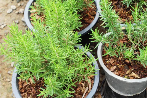 Rozemarijn in de pot met de natuur in de tuin — Stockfoto