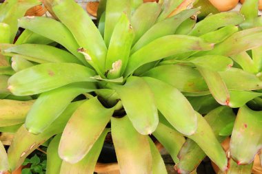 Bromeliad Çiçek bahçesinde bulunan doğa