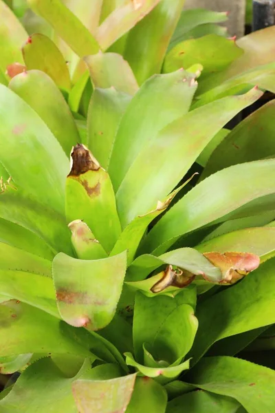 Bromeliade fiore in giardino con la natura — Foto Stock