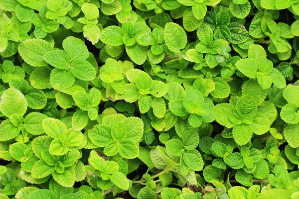 Hojas de menta en el jardín con la naturaleza — Foto de Stock