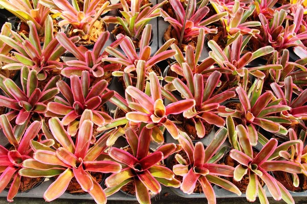 Bromeliad flor en el jardín con la naturaleza — Foto de Stock