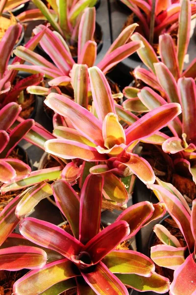 Bromeliade fiore in giardino con la natura — Foto Stock