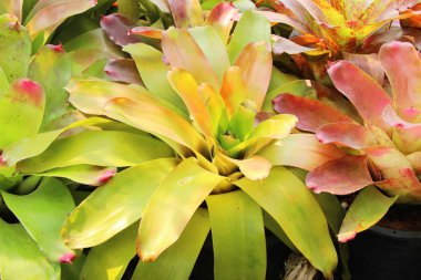 Bromeliad Çiçek bahçesinde bulunan doğa