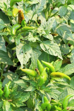 Bahçedeki ağaç üzerinde taze biber