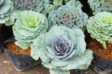 Bahçe doğa ile baş lahana