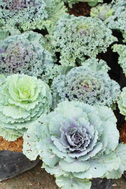 Bahçe doğa ile baş lahana