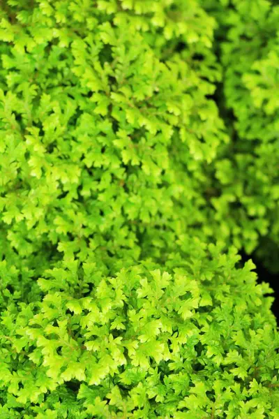 Felce in giardino con natura — Foto Stock