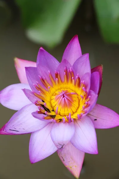 Krásné lotus rybník s přírodou — Stock fotografie