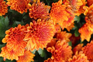 Kasımpatı çiçeği bahçede güzeldir