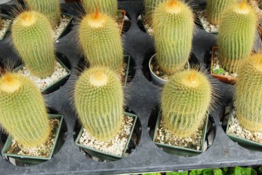 Güzel küçük tencerede kaktüs