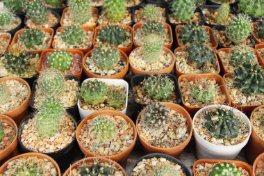 Güzel küçük tencerede kaktüs