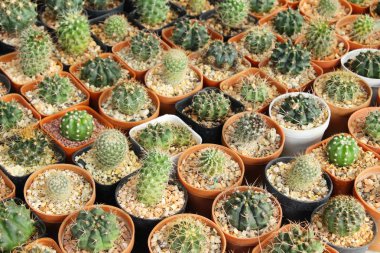 Güzel küçük tencerede kaktüs