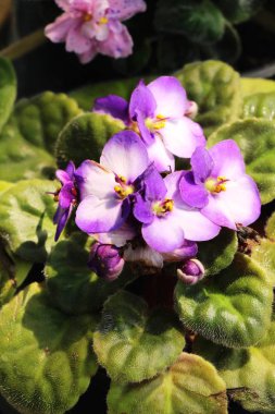 Bahçede güzel renkli çiçek