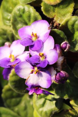 Bahçede güzel renkli çiçek