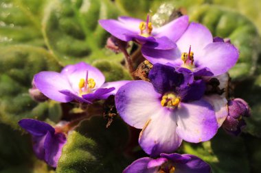 Bahçede güzel renkli çiçek