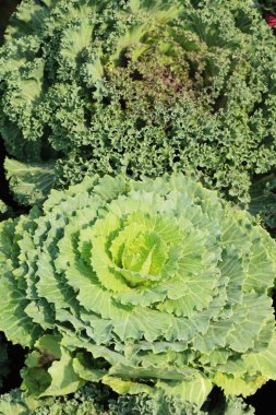 Bahçe doğa ile baş lahana