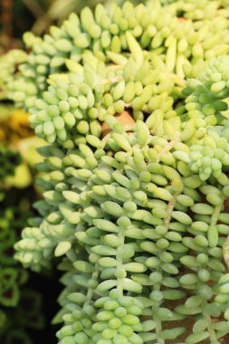 Güzel küçük tencerede kaktüs