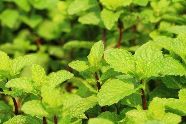 Biber nane yaprakları doğa ile bahçesinde
