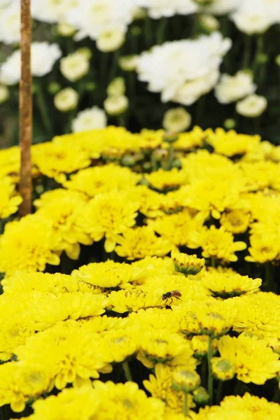 Chrysanthemen blühen schön im Garten — Stockfoto