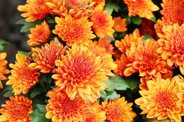 Flor de crisantemos es hermosa en el jardín — Foto de Stock