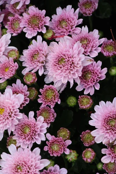 Chrysanthèmes fleur est belle dans le jardin — Photo