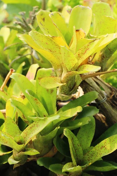 Bromeliad flor en el jardín con la naturaleza — Foto de Stock